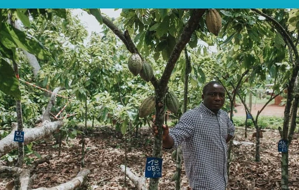 Cultivating Hope: Ivorian Cocoa Farmers' Path to Empowerment