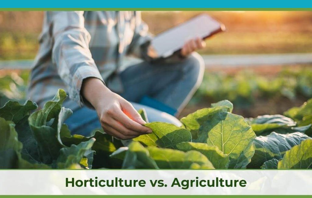 Horticulture vs. Agriculture: Understanding Farming Methods